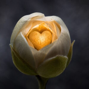 White rosebud with a glowing gold heart at its center.
